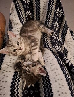 Süße MaineCoon BritischKurzhaar Babys - Spangenberg