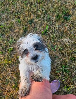 Shih tzu Welpen vom 18.03.2025 - Banzkow