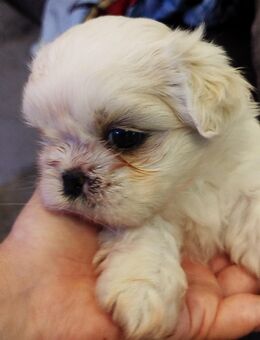 Weiße Shih- Tzu Hündin - Stuhr