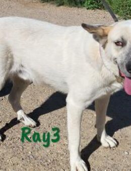 Ray3 veträglicher Sonnenschein 06/21 ESP - Ruppertsecken