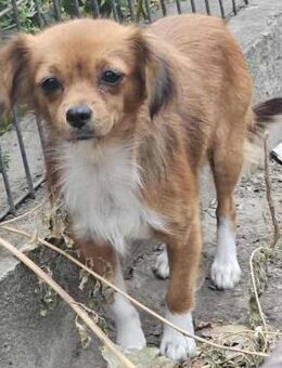 kleine NOVA sucht ihr großes Glück - München