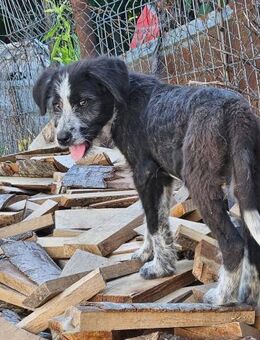 Liebe Paula, sucht ihre Familie - Leonberg (Baden-Württemberg)