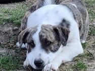 🆘🆘 Grapa braucht eine Chance🆘 - Eislingen (Fils)
