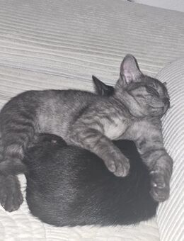 BKH katze(männlich) - Gelsenkirchen