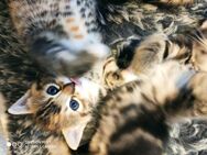 Babykatzen - Nettetal