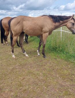 Wunderschöner Quarter Horse Wallach geb. 2024 - Tann (Rhön)