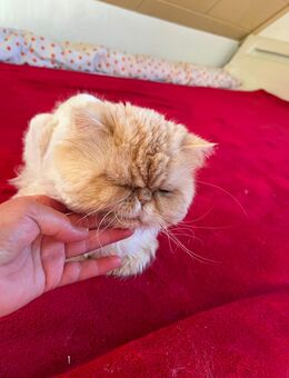 Perserkater abzugeben gegen e.Schutzgebühr:100.-Euro. - Bad Bocklet