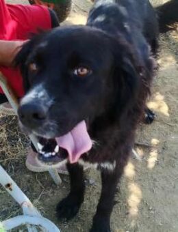 SANDY - liebes Energiebündel sucht Heim - Aerzen