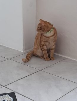 2 Kater in Liebevolle Hände abzugeben - Dörentrup
