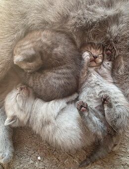 Bkh Kitten dürfen ausziehen - Ganderkesee