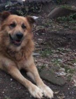 Ryzhik - liebevolle Hundekenner gesucht❤ - Mönchengladbach