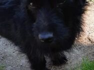 Neila sucht ihr Zuhause - Neuss