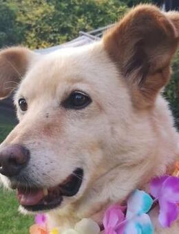 Sam - endlich für immer ankommen - Süderbrarup