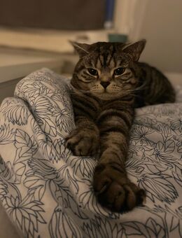 Kater Balu und Leo - Hamburg Harburg