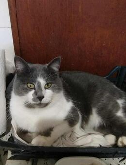 Ramiro sucht ein Zuhause - Eutin