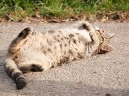 Verspielte süße Katzenbabys - Haundorf