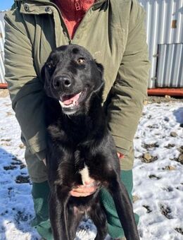 ❣️Tina Dein Herzenshund❣️ - Eislingen (Fils)