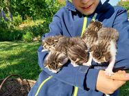 Kitten, Katzenbabys - Wolgast