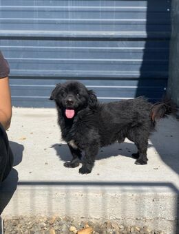 Nico hofft auf sein HAPPY-END - Celle