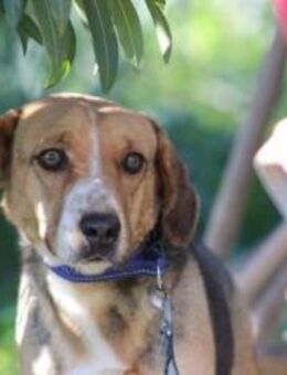 Bella - Rieden (Rheinland-Pfalz)