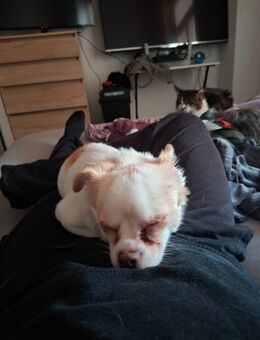 Hallo, ich suche ein neues zu Hause. Heiße Bella. - Zeitz