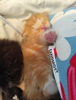Maine Coon Kitten - Altötting