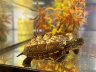 Zwei Wasserschildkröten (Mauremys reevesii) - Düsseldorf