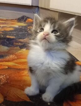 Maine Coon Kater 1 - Ruhland Zentrum