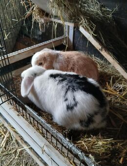 Zwergkaninchen 2 stück - Zülpich