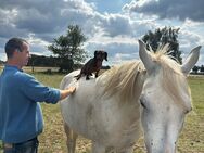 Araber Zuchtstute zu verkaufen - Wittstock (Dosse)