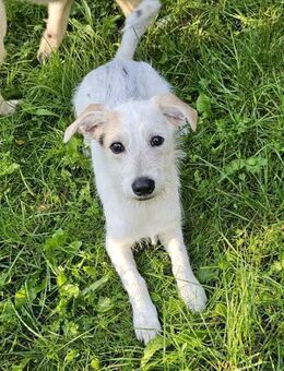 Hundejunge White Rock sucht Familie - Leonberg (Baden-Württemberg)