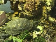 2 Südamerikanische Wald Schildkröten Terrarium komplett - Wuppertal