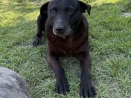 Nero - Familienhund, leinenführig, lieb - Blankenheim (Nordrhein-Westfalen)