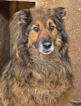 Zayjon, sucht einen Gnadenplatz - Bonndorf (Schwarzwald)