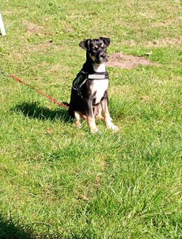Labrador Mischling - Friesoythe