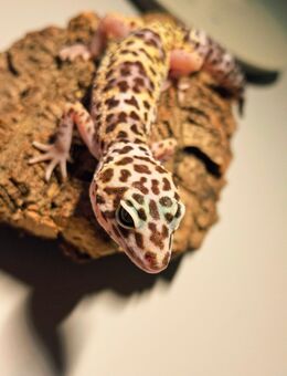 Leopardgecko Nachzucht wird verkauft. - Gera