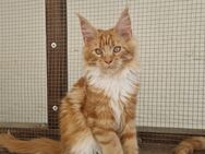 Maine Coon Kitten mit Stammbaum❤️💙 - Kipfenberg