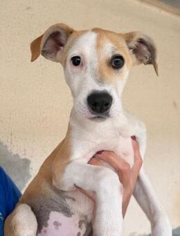 Ginevra im städtischen Canile - Bad Vilbel