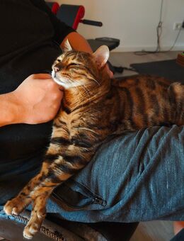 Bengal Kater (8 Jahre alt) leider abzugeben - Bergheim (Nordrhein-Westfalen)