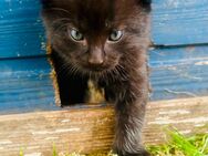 Kleiner Kater Katzenbaby abzugeben - Barkhagen