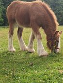 Irish Cob / Tinker Stute Absetzer in 38489