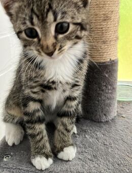 Kitten Baby Katze darf umziehen - Ratingen Zentrum