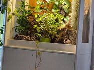 Verkaufe JEMENCHAMÄLEON mit Terrarium ohne Pflanzen - Gebesee