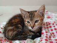 Kitten/Baby-Katzen - Iserlohn
