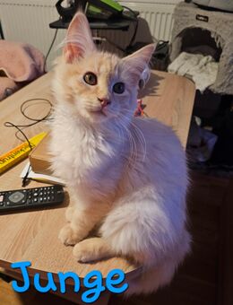 Wir haben nur noch diese zuckersüßes Maine Coon Kater - Rüsselsheim