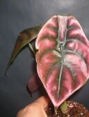 alocasia cuprea red secret in 45968