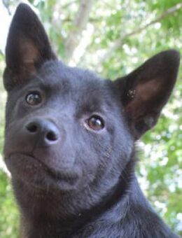 Shora - bezaubernd & mag Menschen - Lohmar