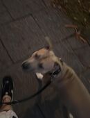 Bambino sucht leider bei neues Zuhause in 22549