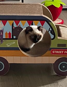 Siam-Kater (6 Monate) mit Atemproblemen abzugeben - Duisburg