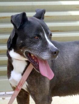 CRACK - ein hübscher Hundemann..... - Kempen